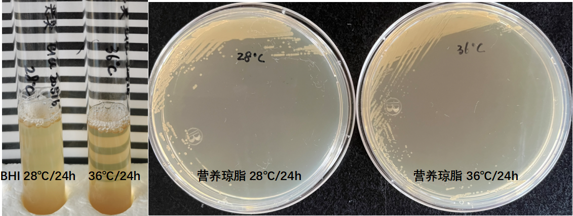 天然礦泉水檢測中的新角色--惡臭假單胞菌