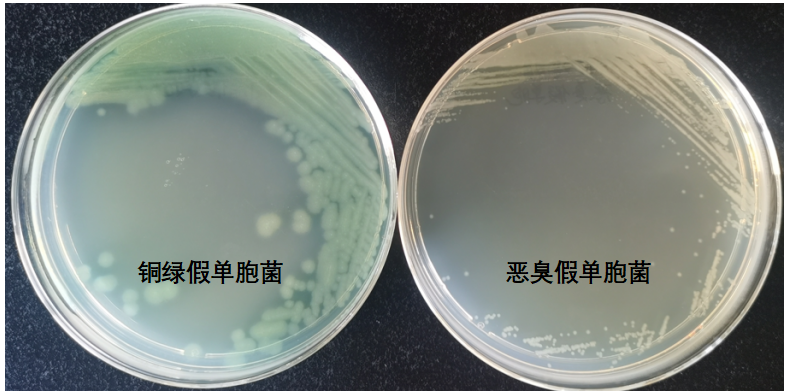 天然礦泉水檢測中的新角色--惡臭假單胞菌