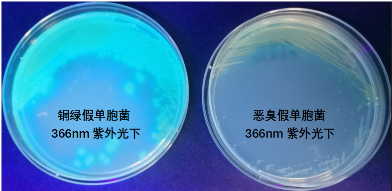 天然礦泉水檢測中的新角色--惡臭假單胞菌