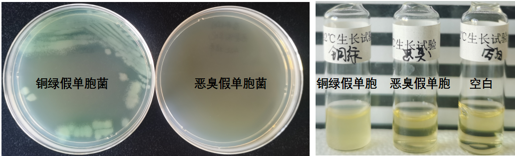 天然礦泉水檢測中的新角色--惡臭假單胞菌