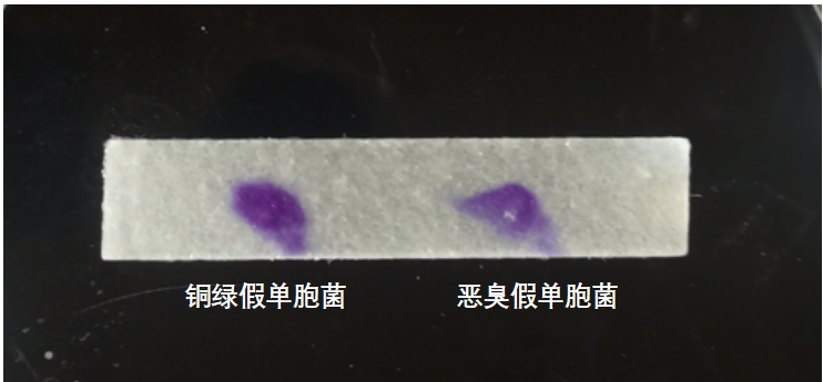 天然礦泉水檢測中的新角色--惡臭假單胞菌