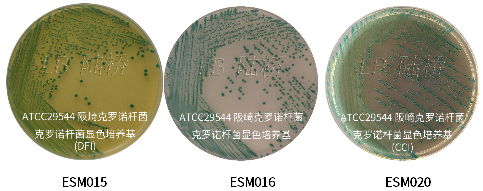 GB 4789.40-2024克羅諾桿菌檢驗(yàn)標(biāo)準(zhǔn)變更解讀