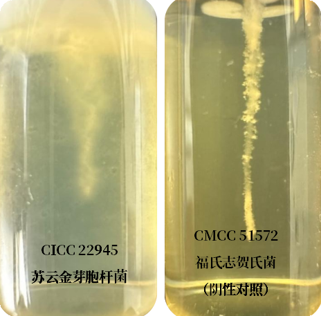 誰是芽胞桿菌中的“運動健將”？