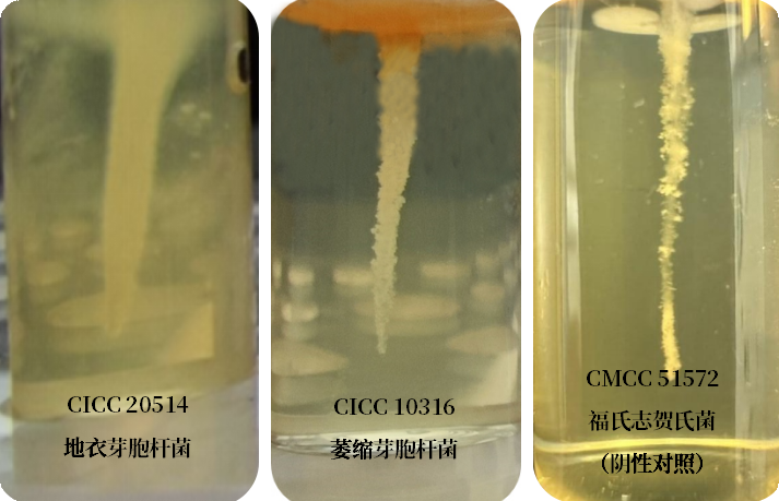 誰是芽胞桿菌中的“運動健將”？